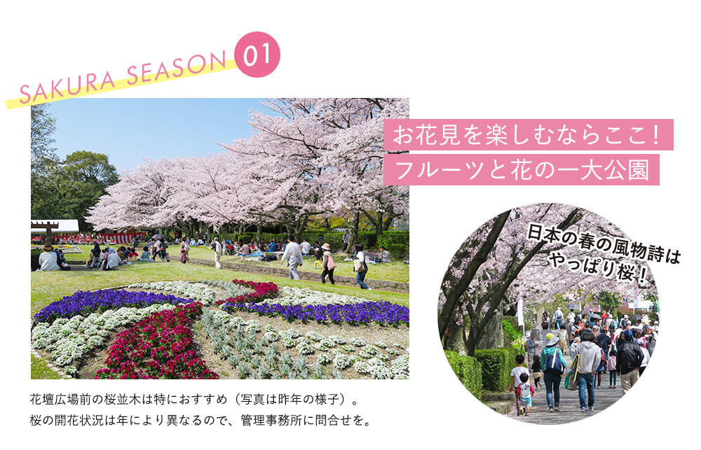 お花見 花畑園芸公園